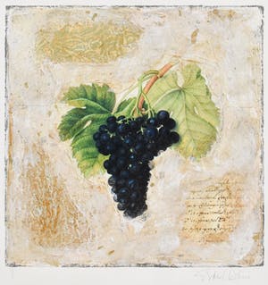 Starlie Sokol-Hohne - Druiventros kopen? Bied vanaf 1!