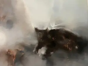 Lin Jun Chun - Nude 5 kopen? Bied vanaf 250!