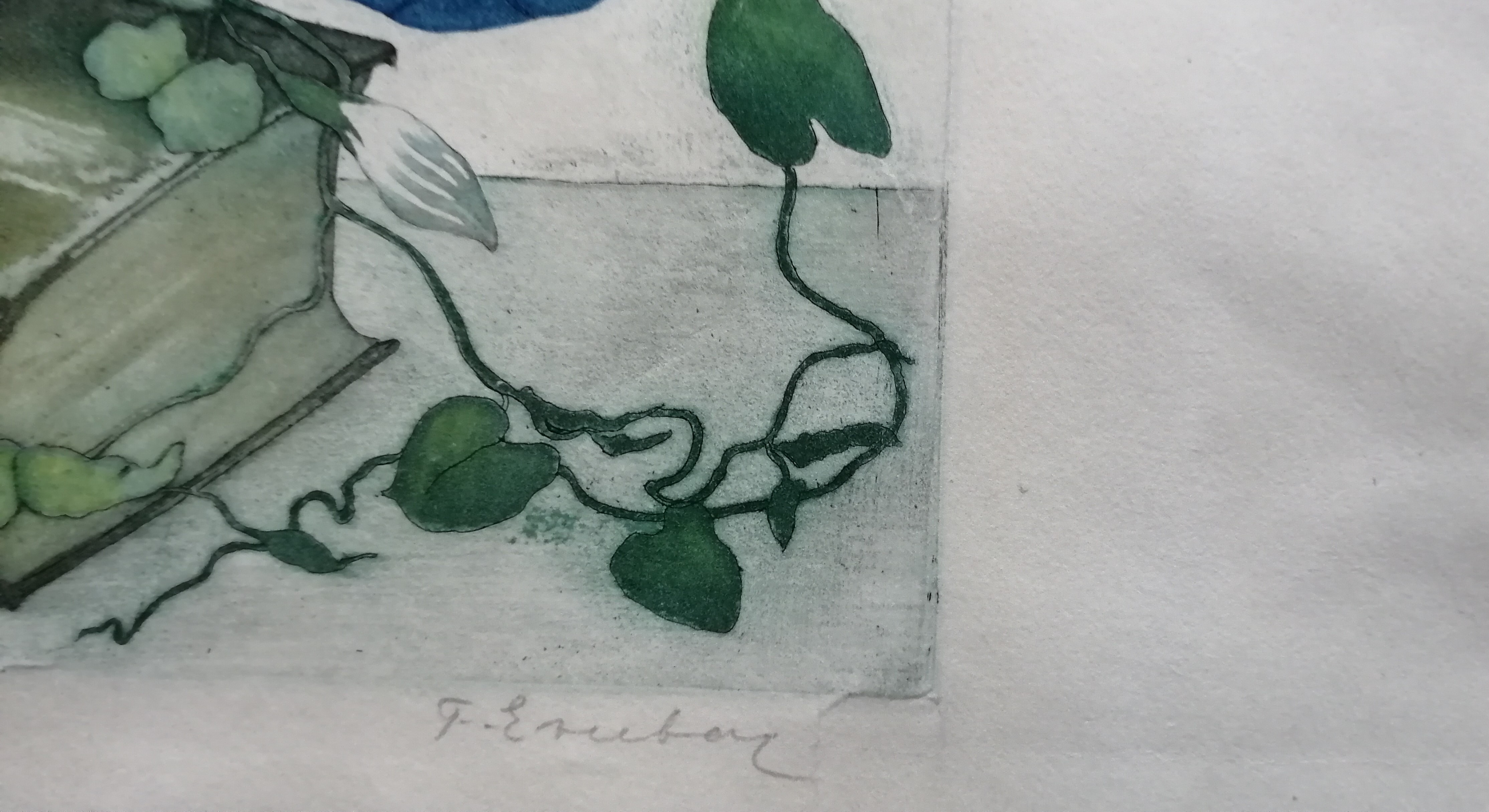 Frans Everbag - Tak met akkerwinde kopen? Bied vanaf 70!