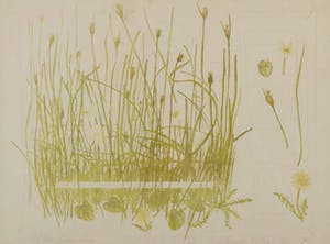 Minno Banning - Minno Banning - Kleuren litho - Parnassia Paulustris kopen? Bied vanaf 20!