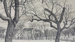 Toine Corstjens - Hoogstam kopen? Bied vanaf 195!