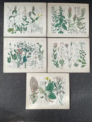 Corneille Antoine Jean Abram Oudemans - Flora van Nederland kopen? Bied vanaf 200!