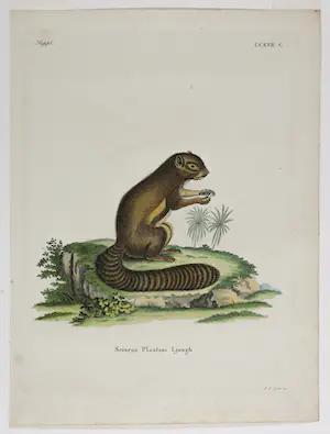 Thomas Landseer - en I.C. Bock - Twee handgekleurde etsen van eekhoorns kopen? Bied vanaf 1!