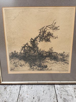Jan Coenraad Nachenius - De Boom kopen? Bied vanaf 75!