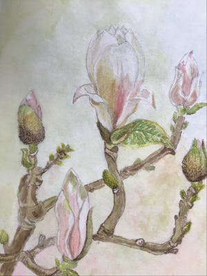 Niet of onleesbaar gesigneerd - Magnolia in Bloei. kopen? Bied vanaf 1!