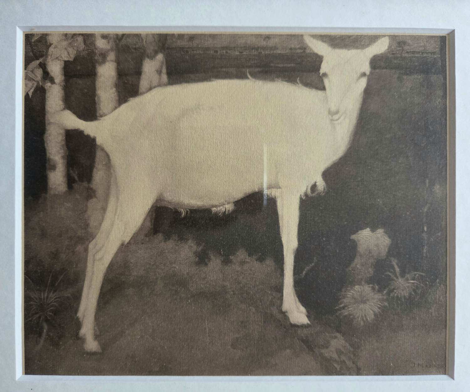 Jan Mankes - Geit. Heliogravure. Ingelijst. kopen? Bied vanaf 129!