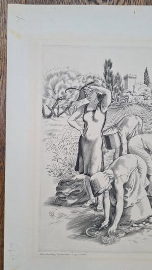 Kuno Brinks - Lavendelpluksters kopen? Bied vanaf 150!