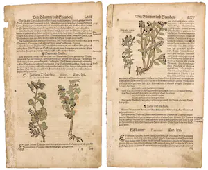 Adam Lonitzer - Handgekleurde houtsnede, Twee pagina's uit het Kräuterbuch kaufen? Bieten Sie von 1!