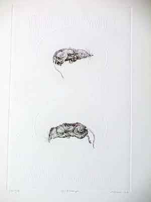 Gerard van Rooy - Spitsmuisjes - Ets met reliëfdruk verkocht voor € 65!