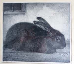 Aart van Dobbenburgh - Zwart konijn verkocht voor € 35!