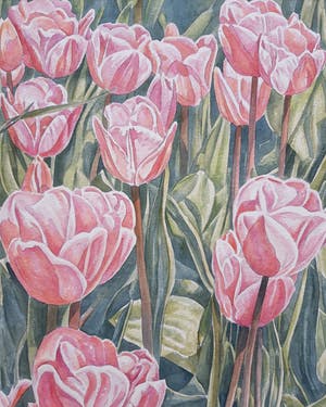 Ger Daniels - Roze Tulpen kopen? Bied vanaf 25!
