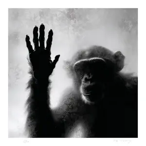 Mr Strange - De neef kopen? Bied vanaf 80!