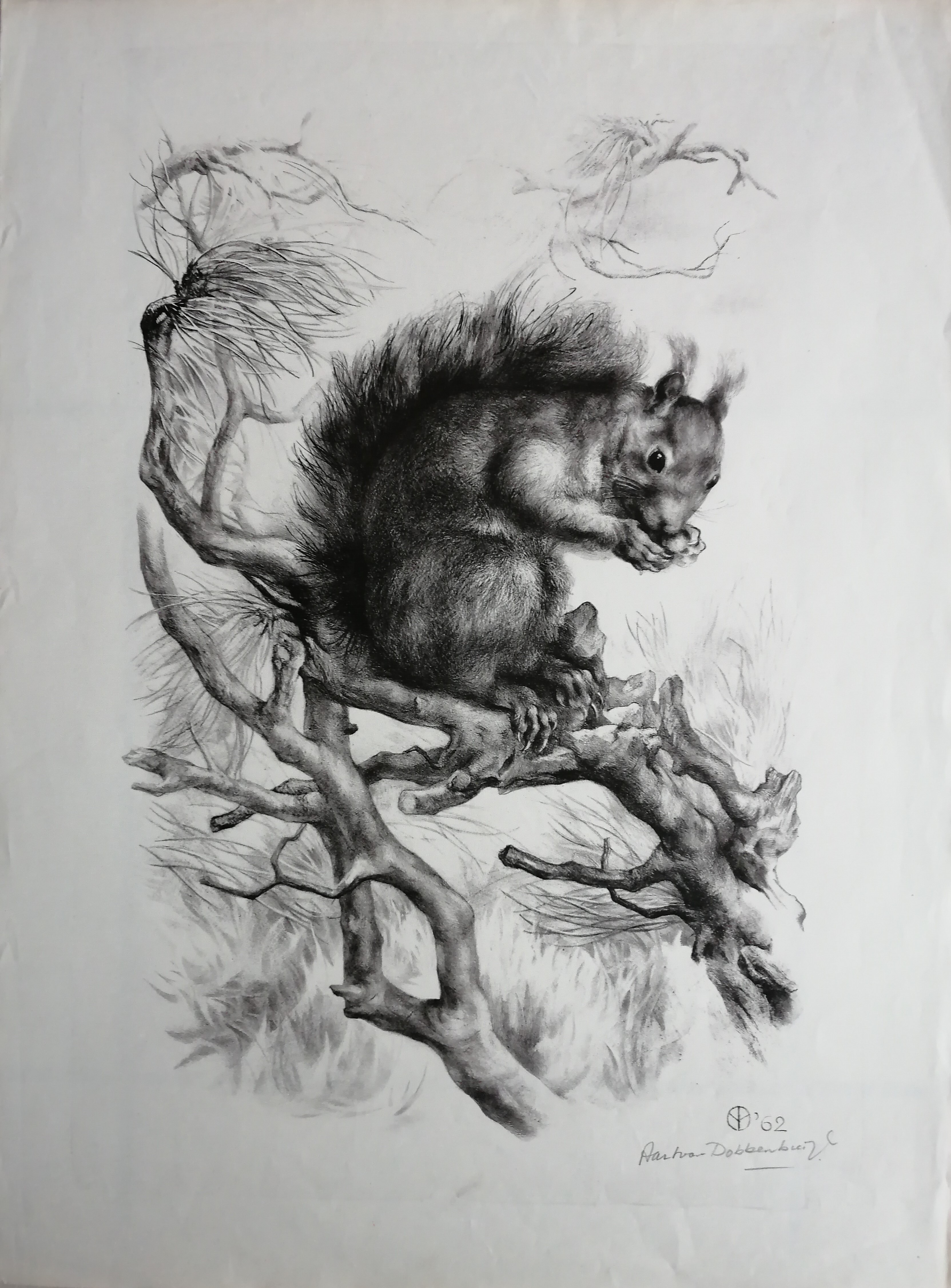 Aart van Dobbenburgh - Eekhoorn kopen? Bied vanaf 25!