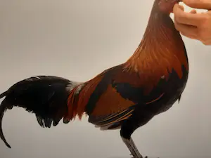 Koen Vanmechelen - Louisiana - inclusief map kopen? Bied vanaf 700!