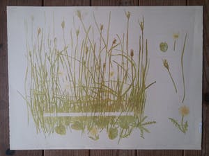 Minno Banning - Minno Banning - Kleuren litho - Parnassia Paulustris kopen? Bied vanaf 20!