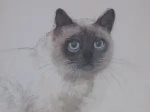 Niet of onleesbaar gesigneerd - Zittende kat - Gemengde techniek kopen? Bied vanaf 1!