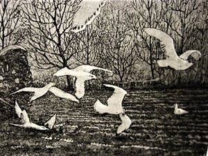 Wim van der Meij - Mooie Ets - kleine oplage (25) - "trekker met meeuwen" - gesigneerd kopen? Bied vanaf 29!