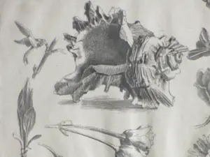 Wim Zwiers - Bloemen en een schelp - Kopergravure kopen? Bied vanaf 40!