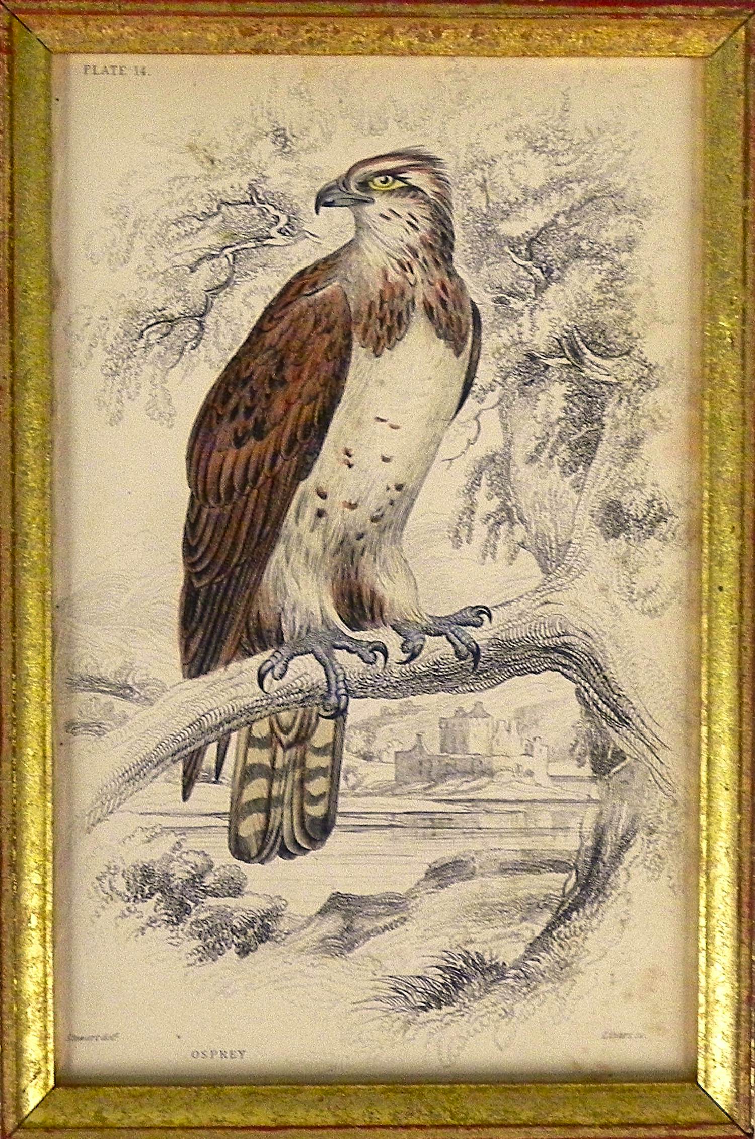 Buy Edward Lear - Osprey? Bid from 22!