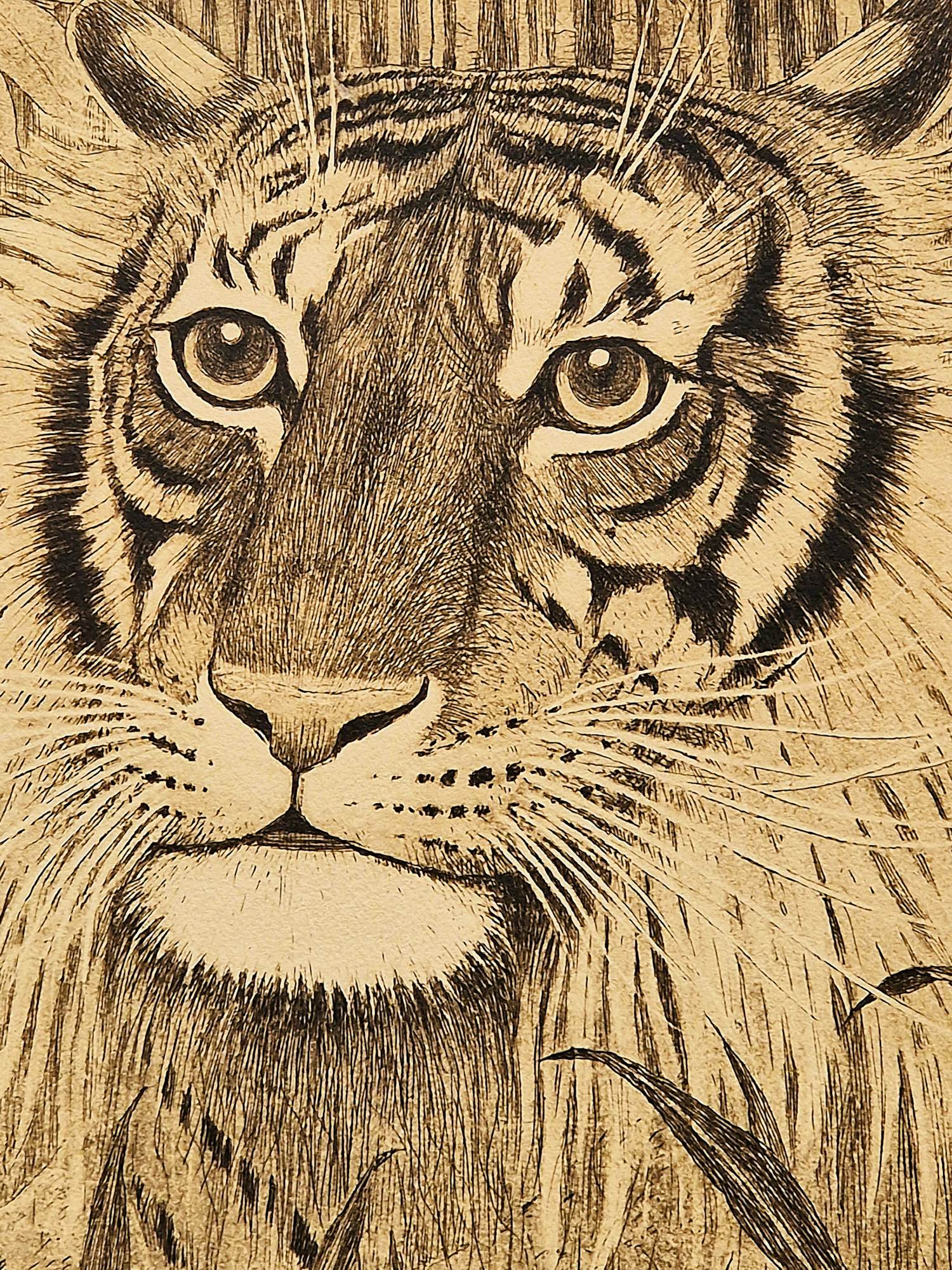 Henri Verstijnen - omstreeks 1930 - fraai gedetailleerde ETS "Tijgerkop" potloodgesigneerd kopen? Bied vanaf 35!