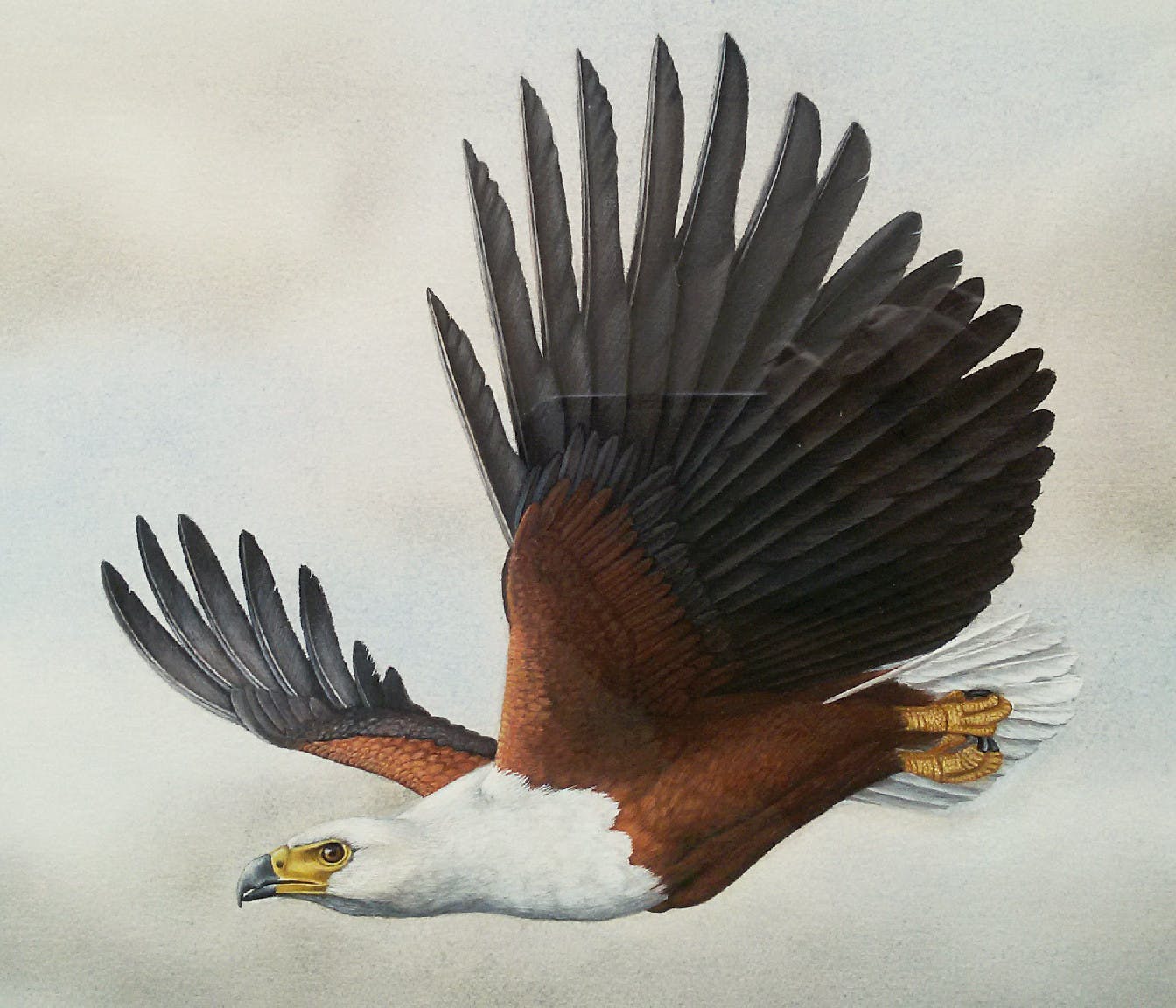 Niet of onleesbaar gesigneerd - Afrikaanse zeearend, gemengde techniek (mooi ingelijst) kopen? Bied vanaf 1!