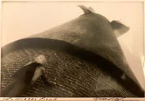 Paul Blanca - Fiona verkocht voor € 50!