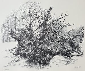 Patrick Creyghton - Knoestige boomstronk, litho kopen? Bied vanaf 50!