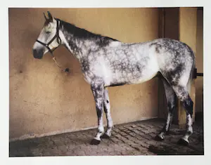 Charlotte Dumas - The horses of the Roman Carabinieri a cavallo at rest after work kopen? Bied vanaf 125!