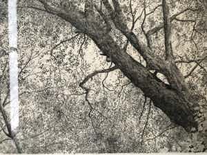 Wim van der Meij - Bomen verkocht voor € 10!