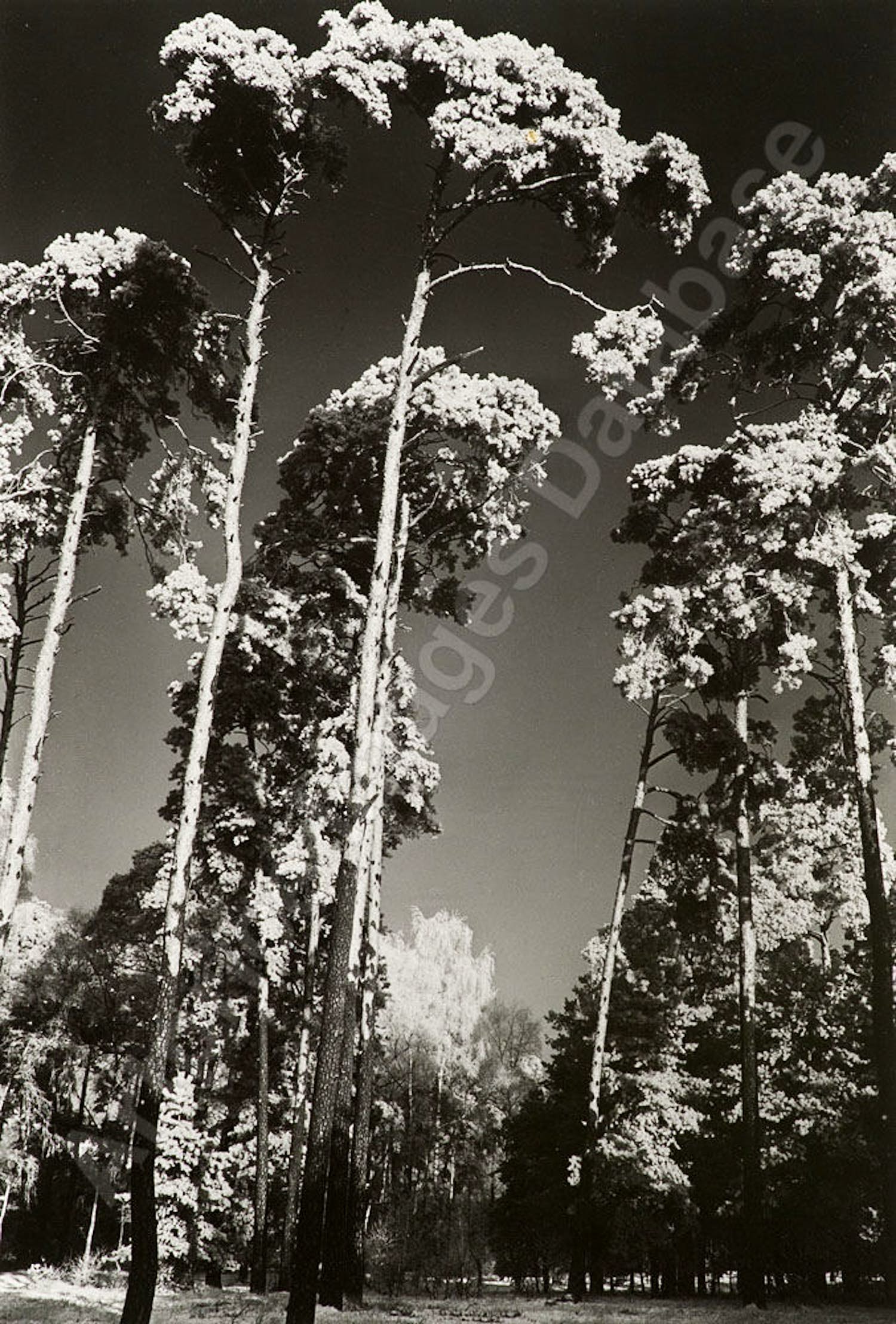 Heinrich Heidersberger - KIEFERNWALD in BERLIN 1938 verkocht voor € 300!