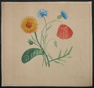 Niet of onleesbaar gesigneerd - Aquarel, Paardenbloem, Distels en Klaproos kopen? Bied vanaf 1!