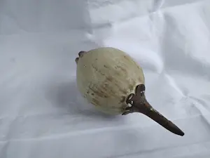 Iet Cool-Schoorl - Zaadbol kopen? Bied vanaf 50!