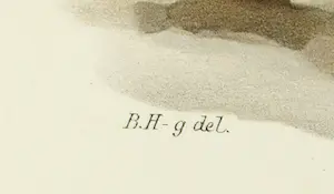 Wilhelm von Wright - Litho, Limicola Falcinellus, uit Svenska foglar (...) kopen? Bied vanaf 1!