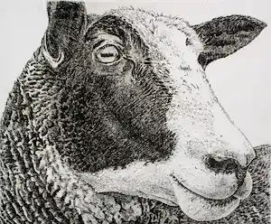 Han van Hagen - Ets: Schaap - 1989 verkauft für € 63!