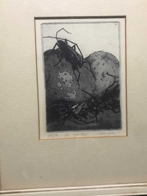 Ad van Dijk - Kevers kopen? Bied vanaf 15!