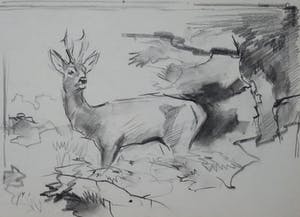 Floris Tiele - 7x diertekening van reeën kopen? Bied vanaf 39!