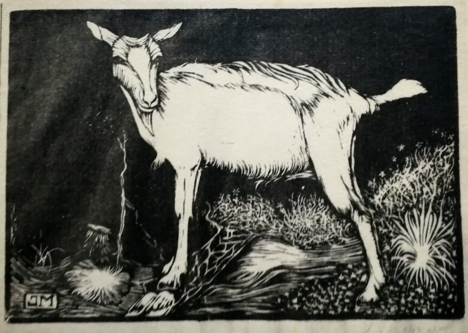 Jan Mankes - Geit. Heliogravure. kopen? Bied vanaf 1!