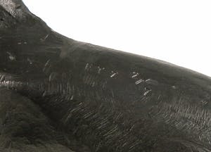 Tom Frantzen - Brons, Triceratops-ruiter kopen? Bied vanaf 350!