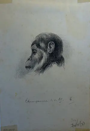 Theo van Hoytema - Chimpansee/De aap van Büttigofer kopen? Bied vanaf 30!