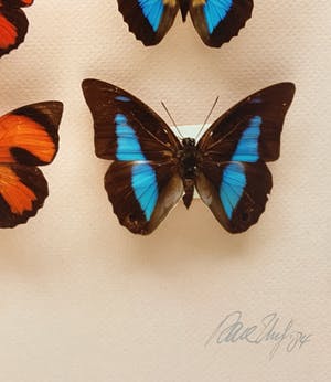 Paul Huf - C-print - 'Butterflies' - 1988 (INGELIJST) kopen? Bied vanaf 150!