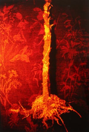 Mans Lenards - the song of assafoetida - verso gesigneerd - 1995 kopen? Bied vanaf 1!