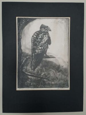 Chris Le Roy - Jonge valk kopen? Bied vanaf 75!