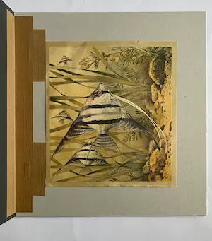 Jan Voerman - Goudwindes en Braziliaanse Maanvissen kopen? Bied vanaf 1!