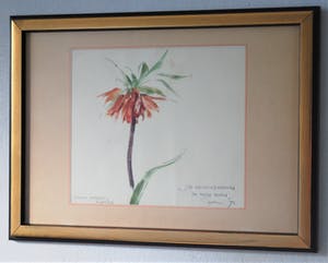 Maria Hofker - Rueter - Keizerskroon - aquarel 1971 - plus 2 boeken, 1x gesigneerd kopen? Bied vanaf 85!