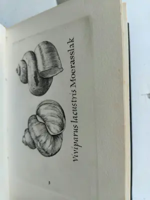 Simon Koene - Schelpenboekje kopen? Bied vanaf 325!