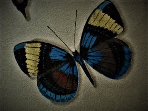 Hans Verhoef - Magisch Realisme - Beperkte Oplage (50) - Litho "diverse Vlinders" gesigneerd kopen? Bied vanaf 10!