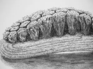 Gerard van Rooy - Sleets II kopen? Bied vanaf 40!