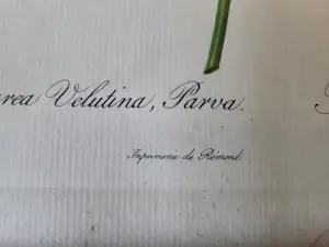 Pierre-Joseph Redoute - Rosa Gallica Purpurrea Velutina,Parva Rosier de Van Eeden kopen? Bied vanaf 20!