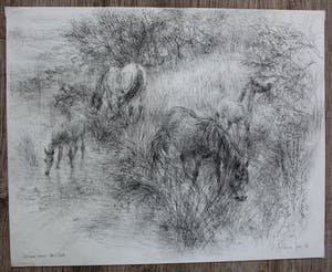 Piet Klaasse - Potlood tekening: Dartmoor ponies - 1976 kopen? Bied vanaf 75!