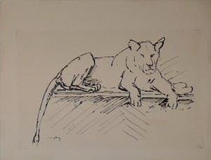 Wim Motz - 4 tekeningen van leeuwen/leeuwinnen kopen? Bied vanaf 45!